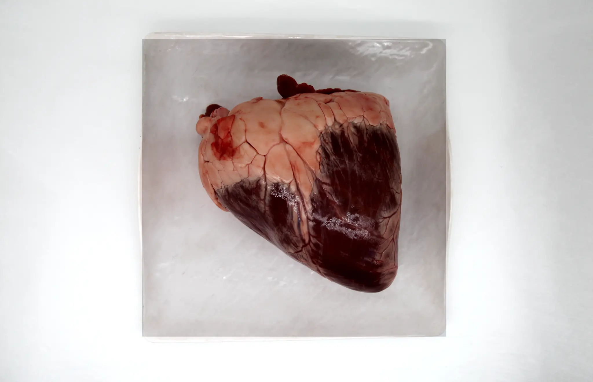 Genel Dana Yürek - nebyandogal®