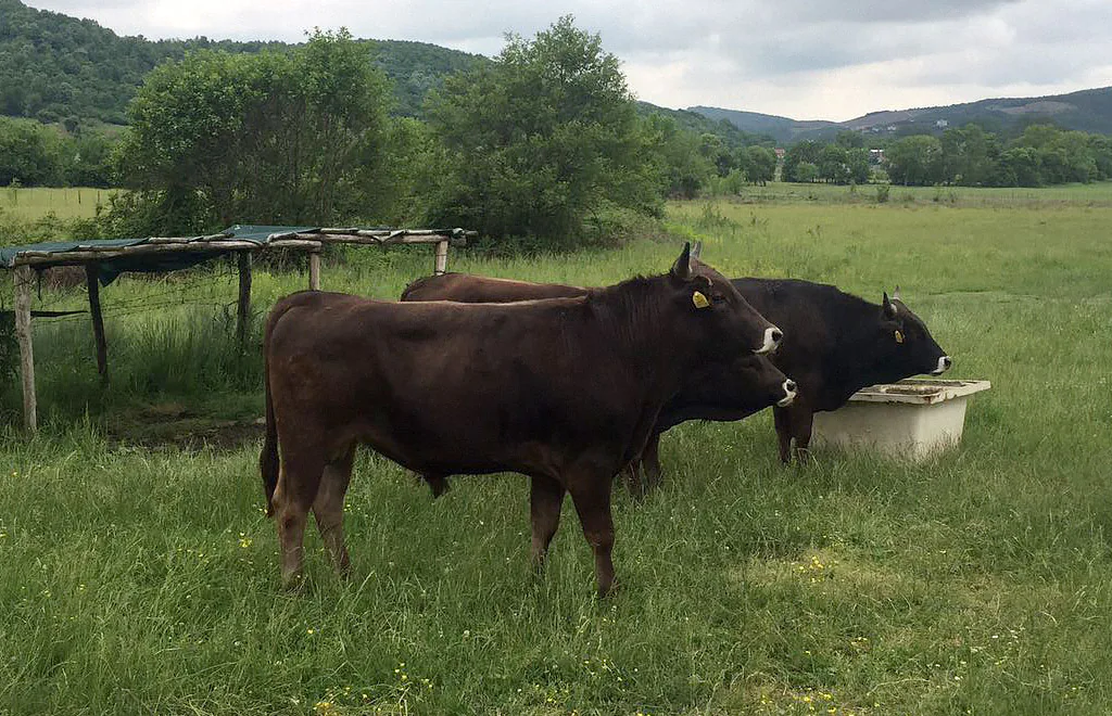 Genel Büyükbaş Kurban Paketi - nebyandogal®