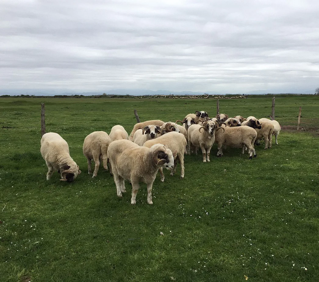 Genel Küçükbaş Kurban Paketi - nebyandogal®