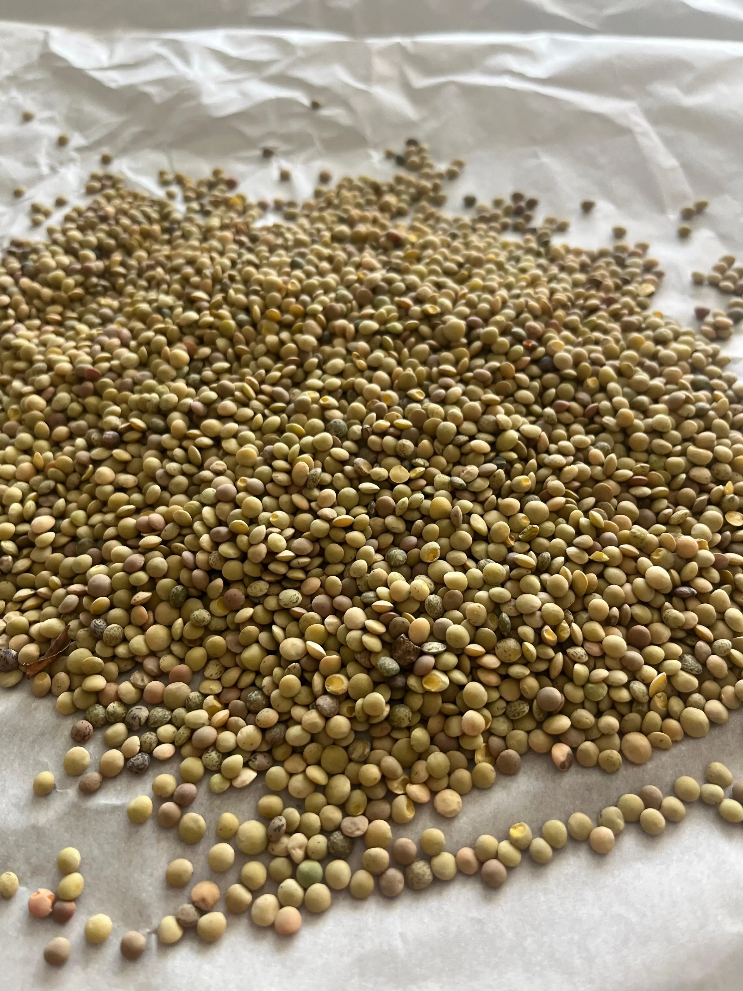 Genel Yeşil Mercimek