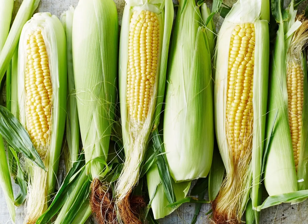 Genel Organik Taze Mısır - nebyandogal®