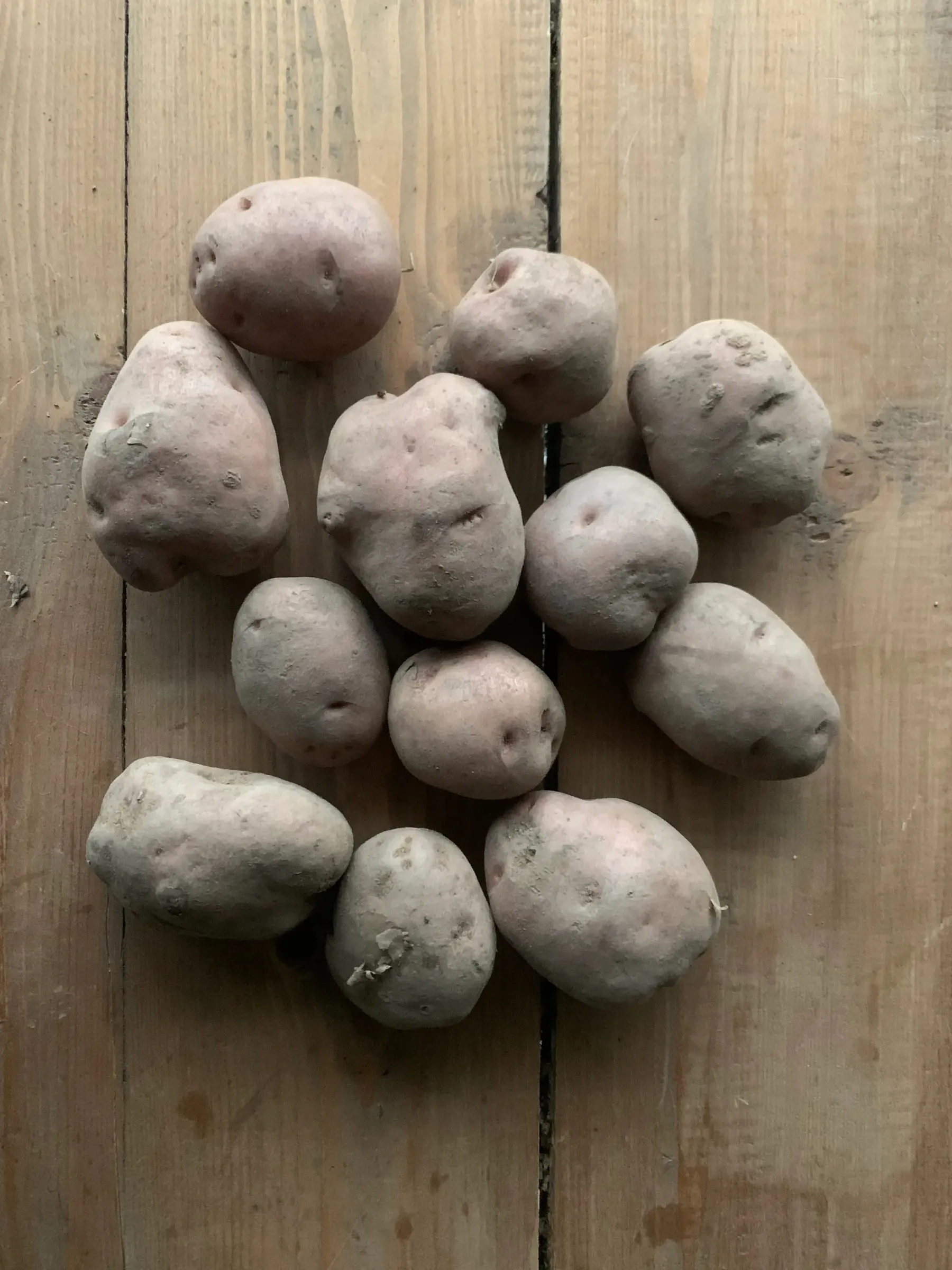 Genel Kazıkbeli Yayla Patatesi