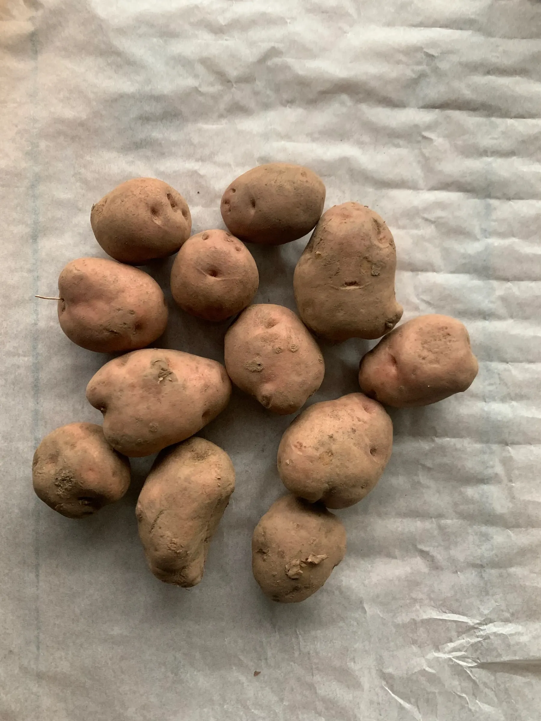 Genel Kazıkbeli Yayla Patatesi